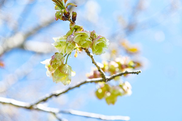 御衣黄桜