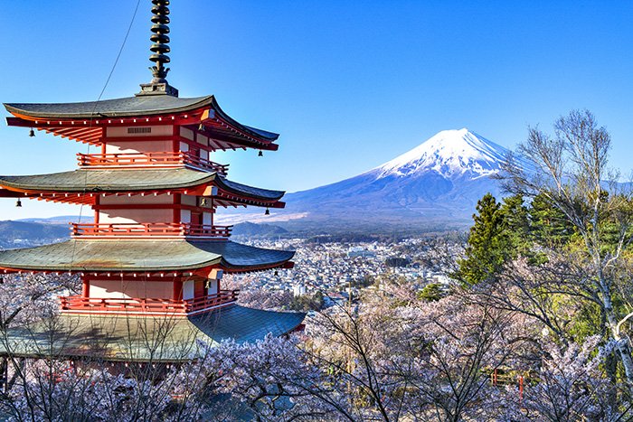 真白の桜と富士山山頂