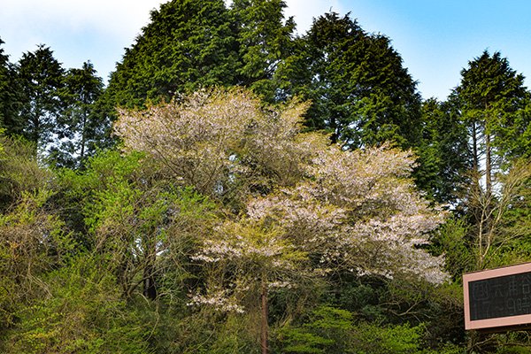 山桜も綺麗です