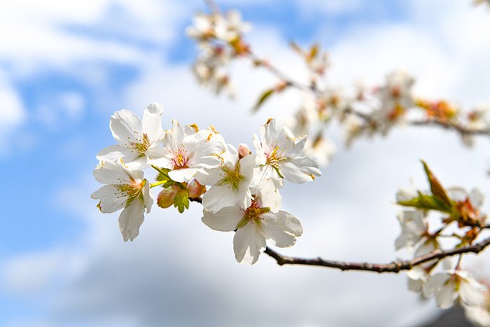 エドヒガン桜、樹齢は100年