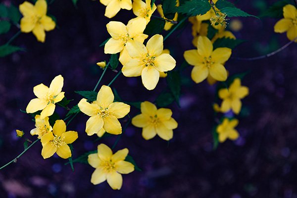 ヤマブキの黄色が鮮やかです