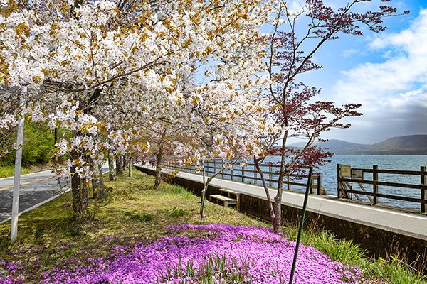 山中湖湖畔は春の装いでした