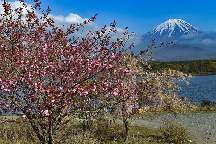 湖畔桜と子抱き富士