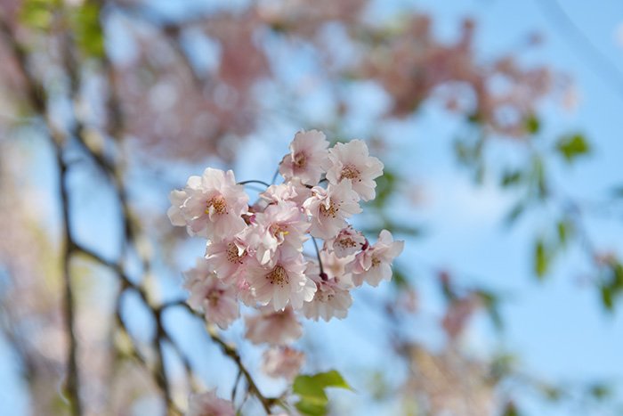 しだれ桜