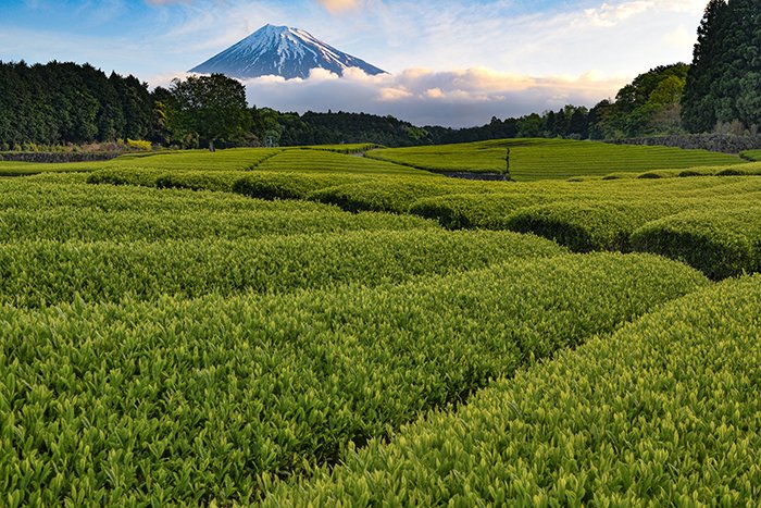 早朝の茶畑