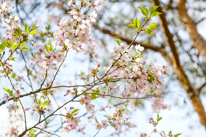 御殿場桜