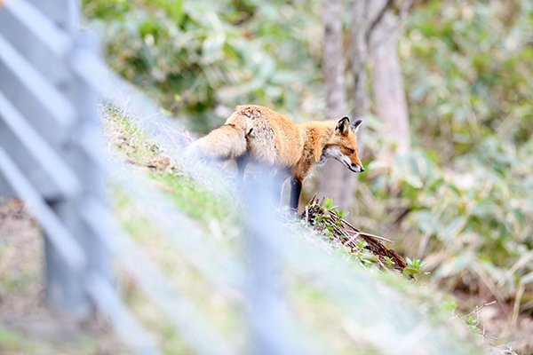 キタキツネ