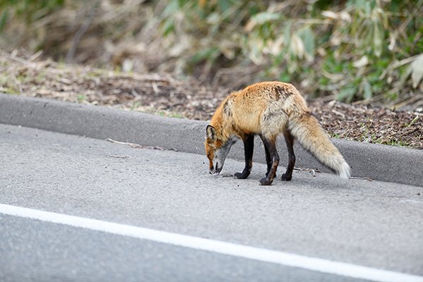 道路に現れたキタキツネ