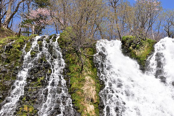 千島桜咲くオシンコシンの滝