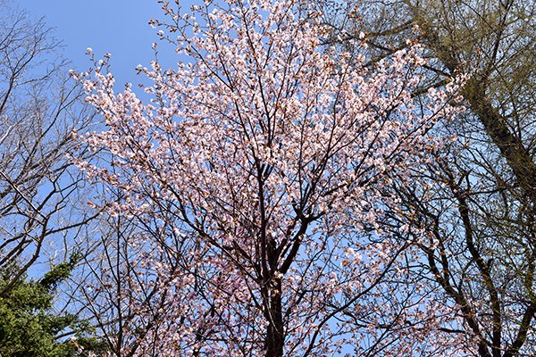 神社の駐車場は桜満開です