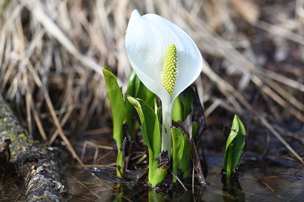 水芭蕉の群落が見事でした。