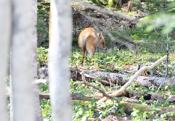 林道走行中に現れたキタキツネ