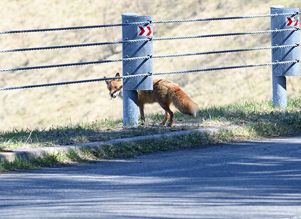 岩尾別温泉との分岐でキタキツネの撮影