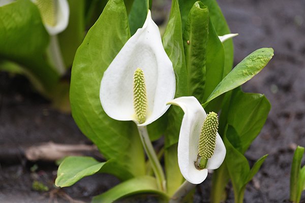 水芭蕉