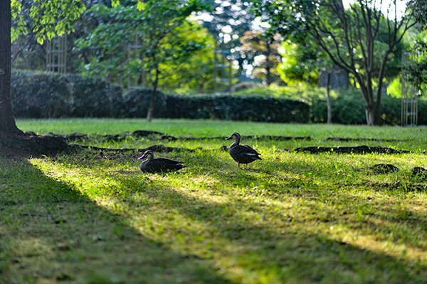 今年の城北公園