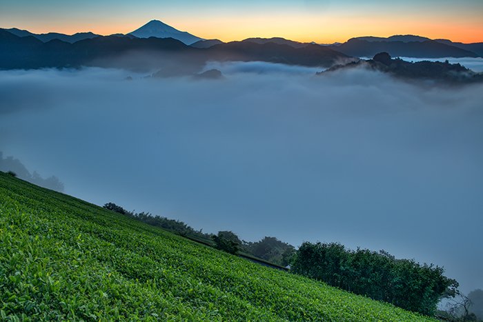 茶畑と大雲海