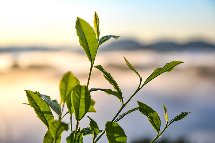 放棄茶園の茶葉