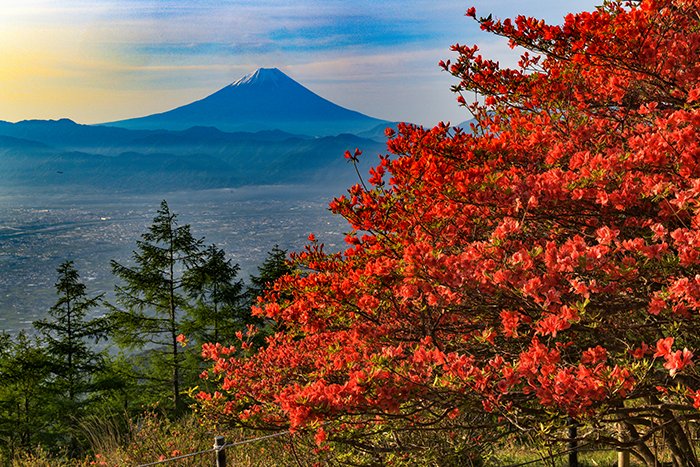 レンゲツツジごしの富士山