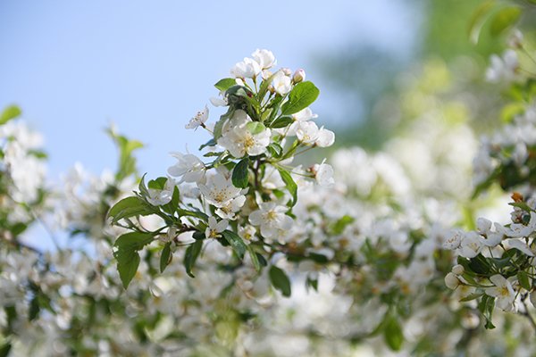 ズミの白い花