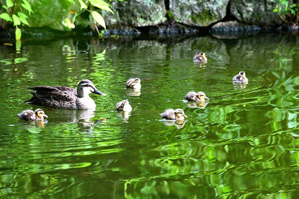 子ガモの数は7羽になっていました