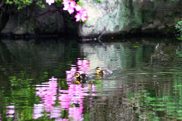 ツツジの湖面