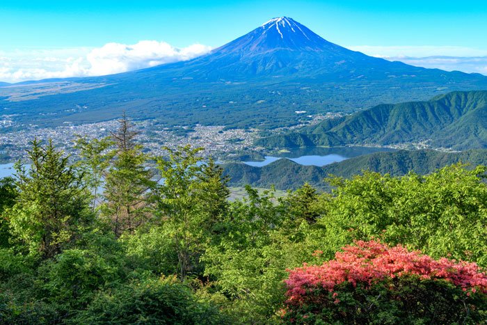 レンゲツツジの大株