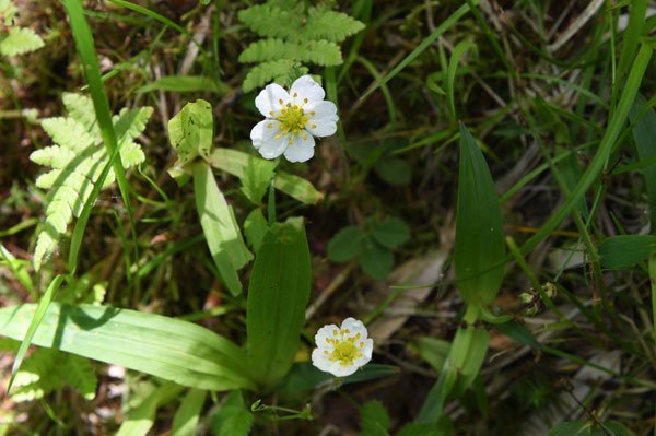 登山道の花