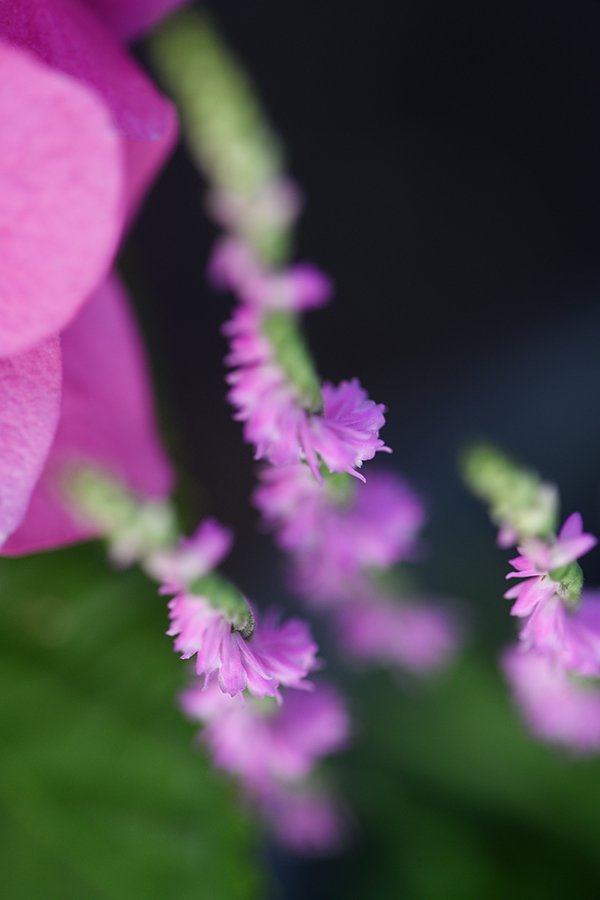 ねじ花