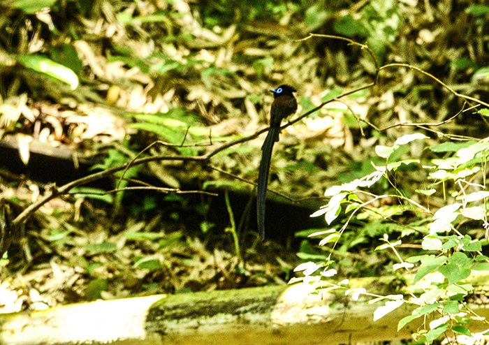 ワンチャンスでサンコウチョウ（♂）撮影