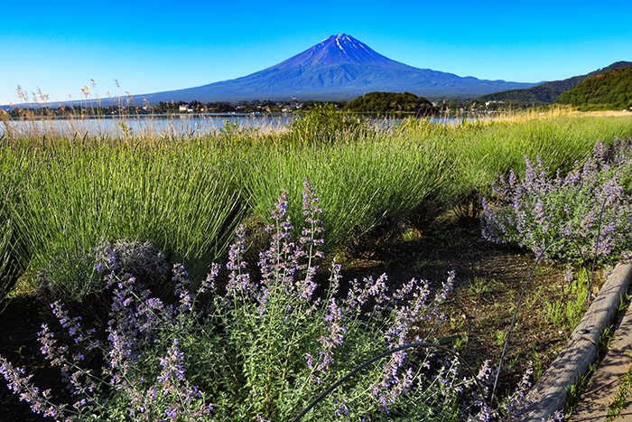 ブルーサルビアと富士山