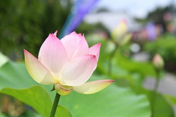 ハスの花が咲いていました