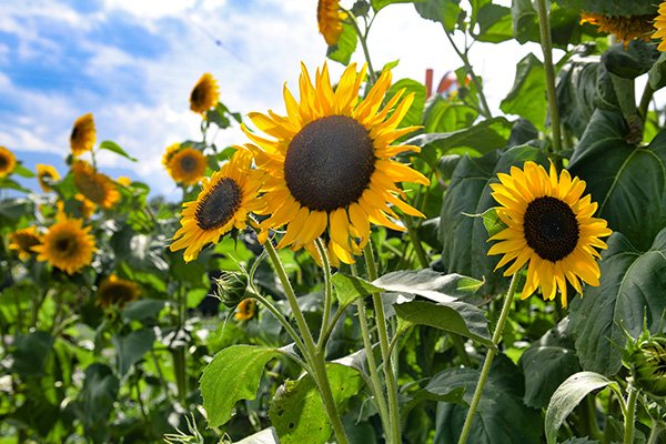 太陽にむかって咲く