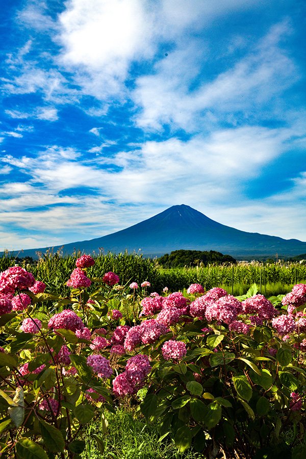 アジサイと富士山