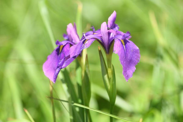 野生の花しょうぶ