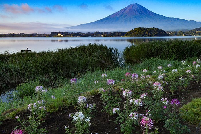 フウチョウソウの湖畔にて