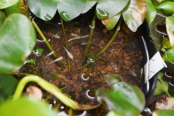 今年５月に生まれたコメダカと水草をいただきました