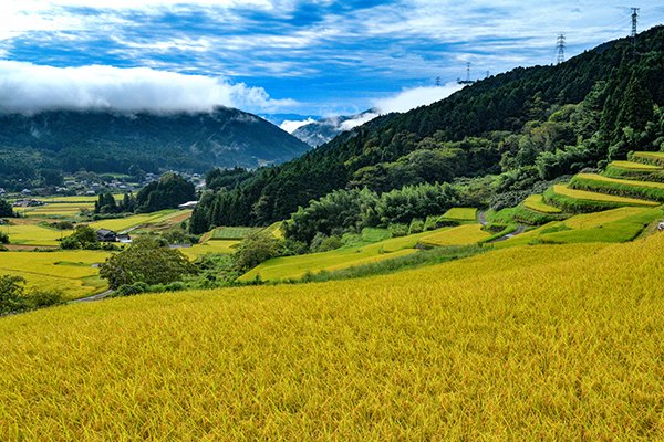 雲海と棚田