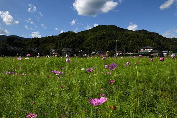 ちょっと早すぎたコスモス畑