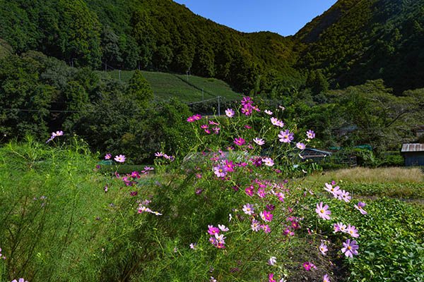 秋の茶畑