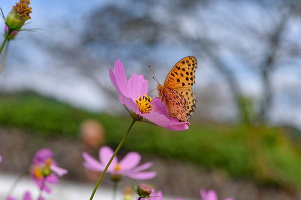 ヒョウモンチョウ