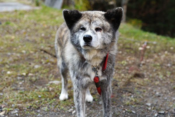 明治温泉の秋田犬