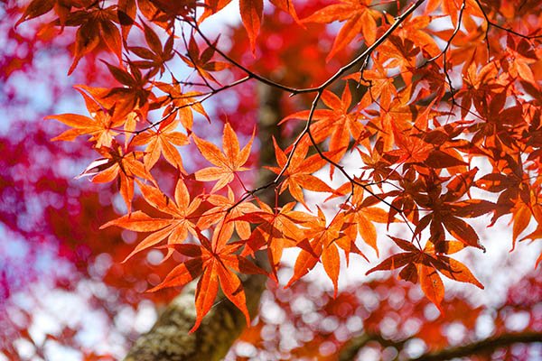 紅葉の紅葉