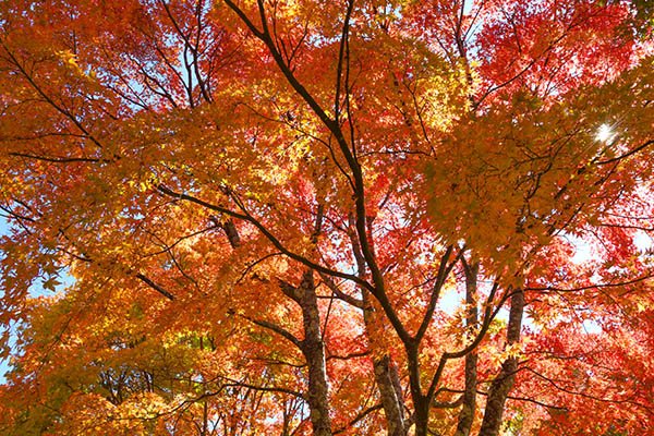 カエデの紅葉