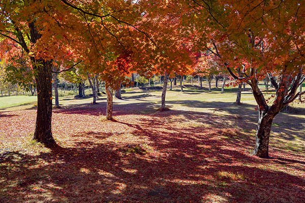 紅葉の林