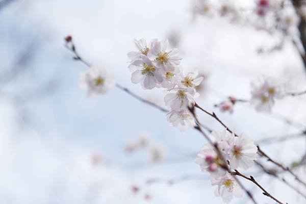 静岡市で桜咲く