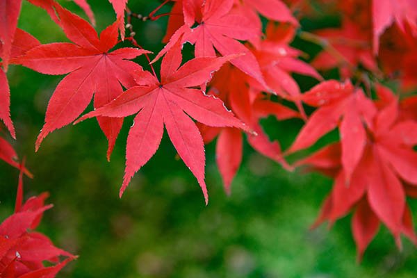 赤く染まった紅葉と苔の緑が綺麗です