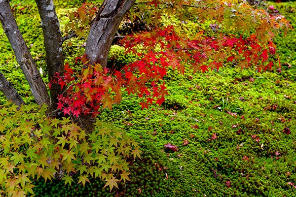 新光明寺の紅葉の始まり