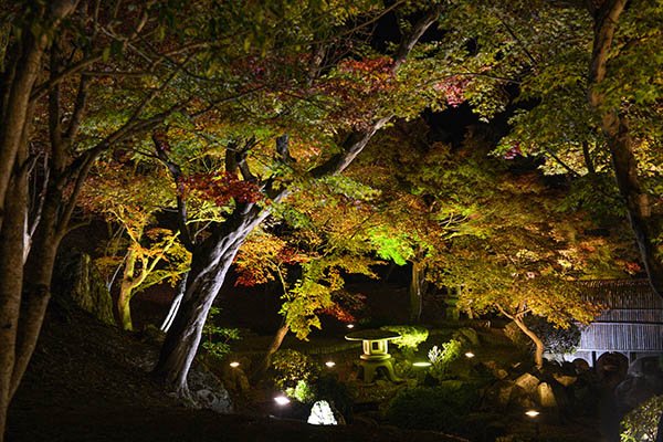 石庭風な面持ち