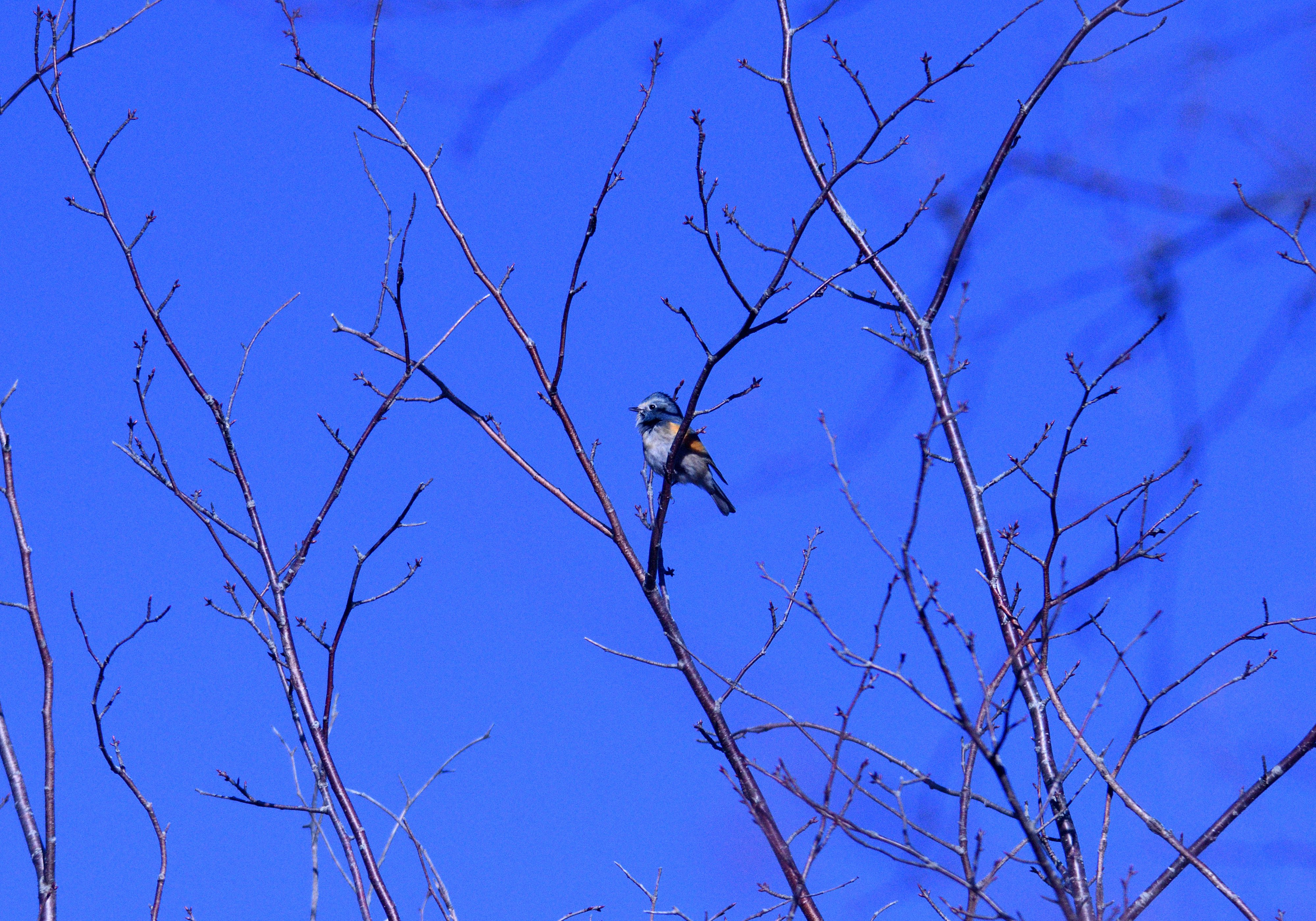 幸せの青い鳥、ルリビタキ