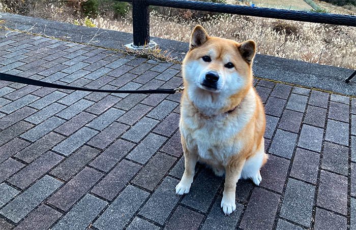 柴犬と遊んで時間を待つ